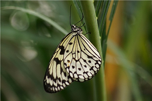 soi cầu 8888