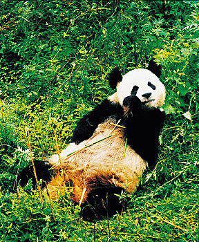 soi rong bạch kim