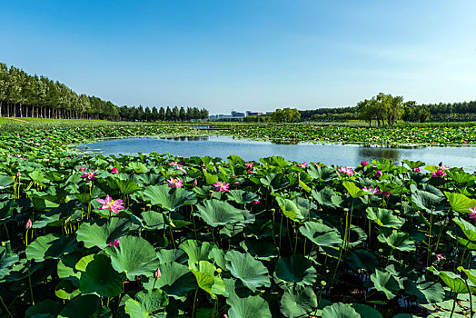 soi cau thuan vu