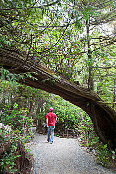 rong bach kim