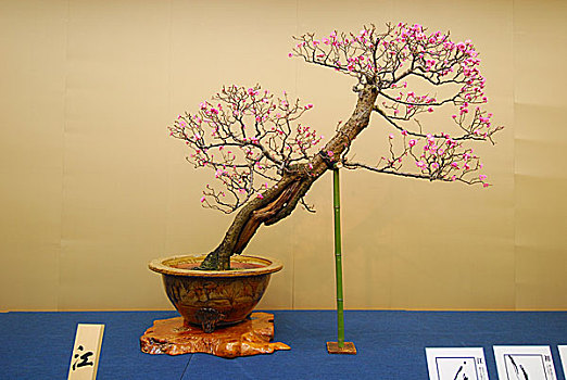 xổ số kiến thiết đài